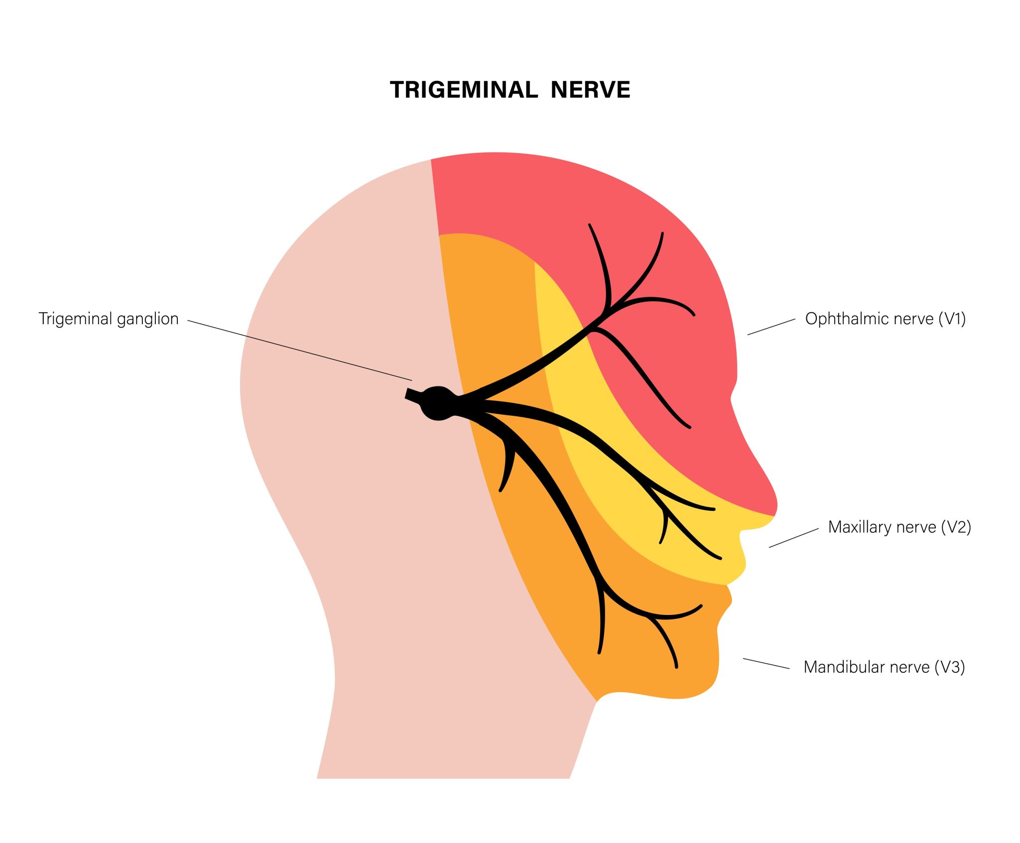 nervous_brain_ear_25-2048x1693